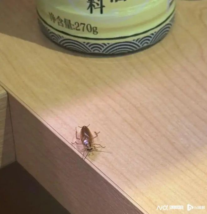 门店要等上千个号北京有店曾需提前三周预约pg电子平台寿司郎餐桌现蟑螂回应来了！多(图1)